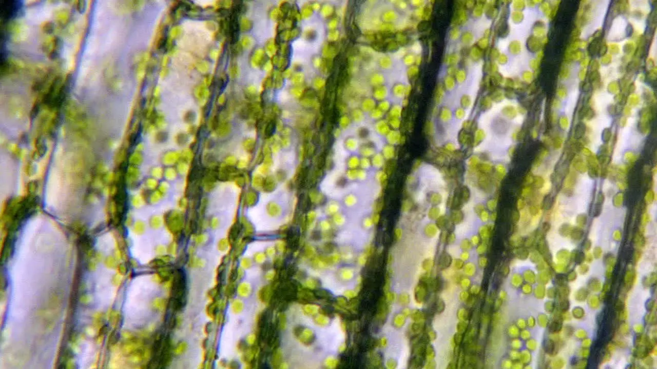 Microscopic plant cells with chlorophyll