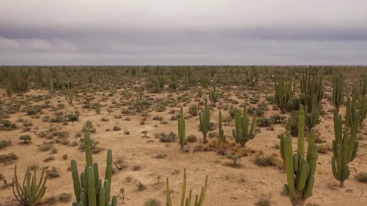 Low flight over the desert with cactus