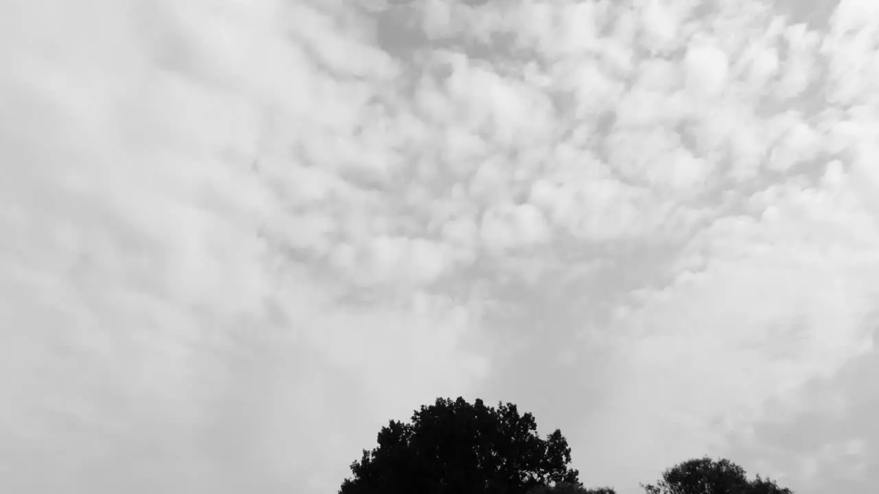 Tracking into a dark dense forest canopy high cirrus clouds in the background aerial black and white