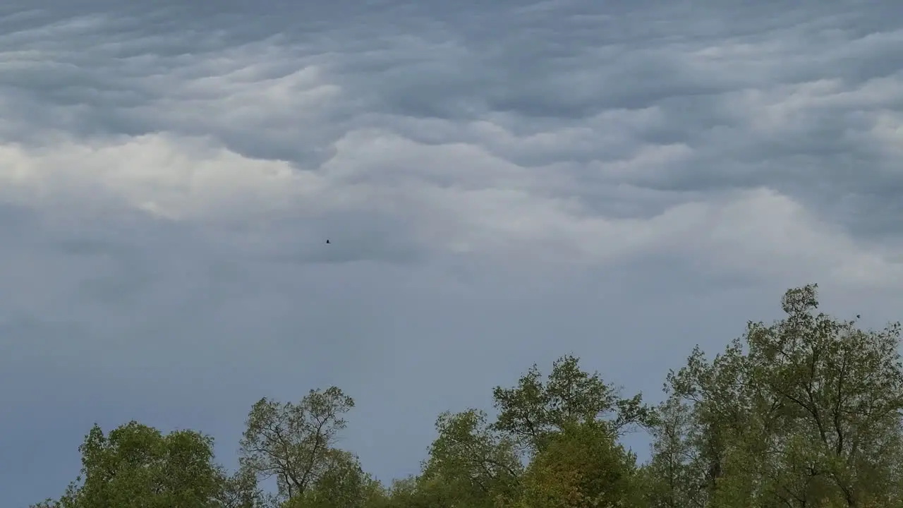 Spectacular fly of a bird in a cloudy sky