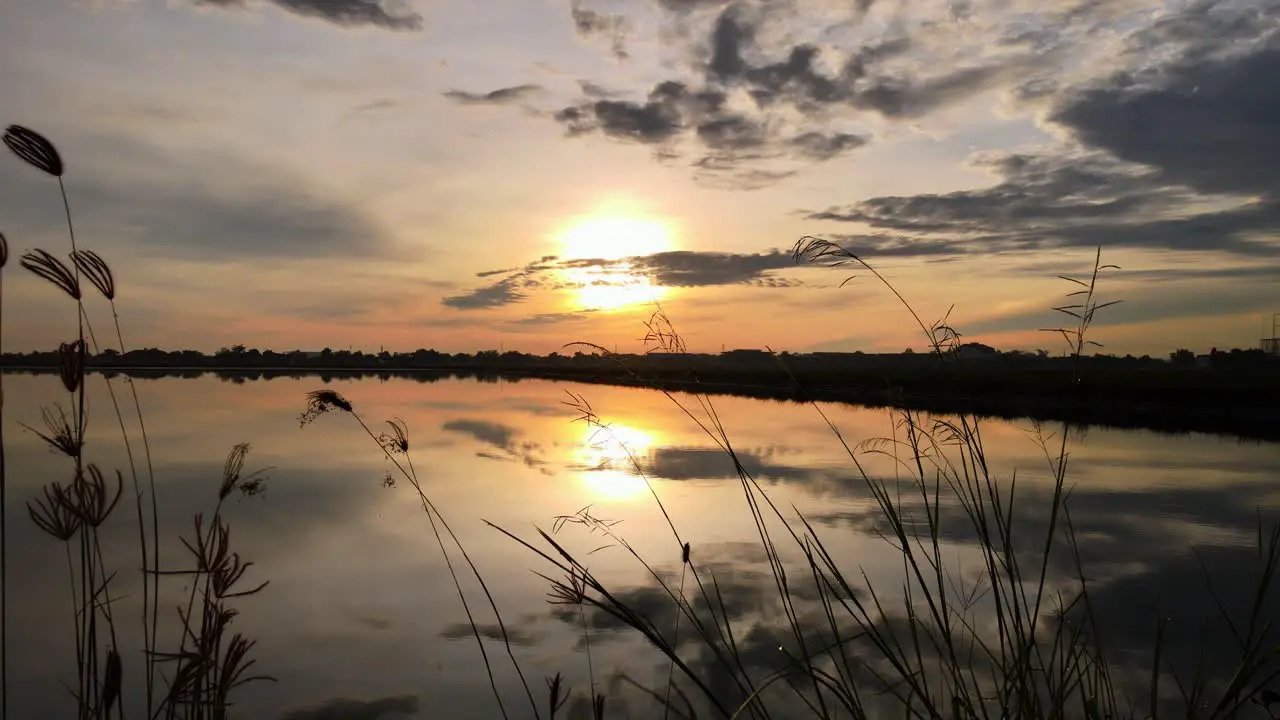 Static shot of a Golden Sunrise At The Lake thought the thickets of reeds