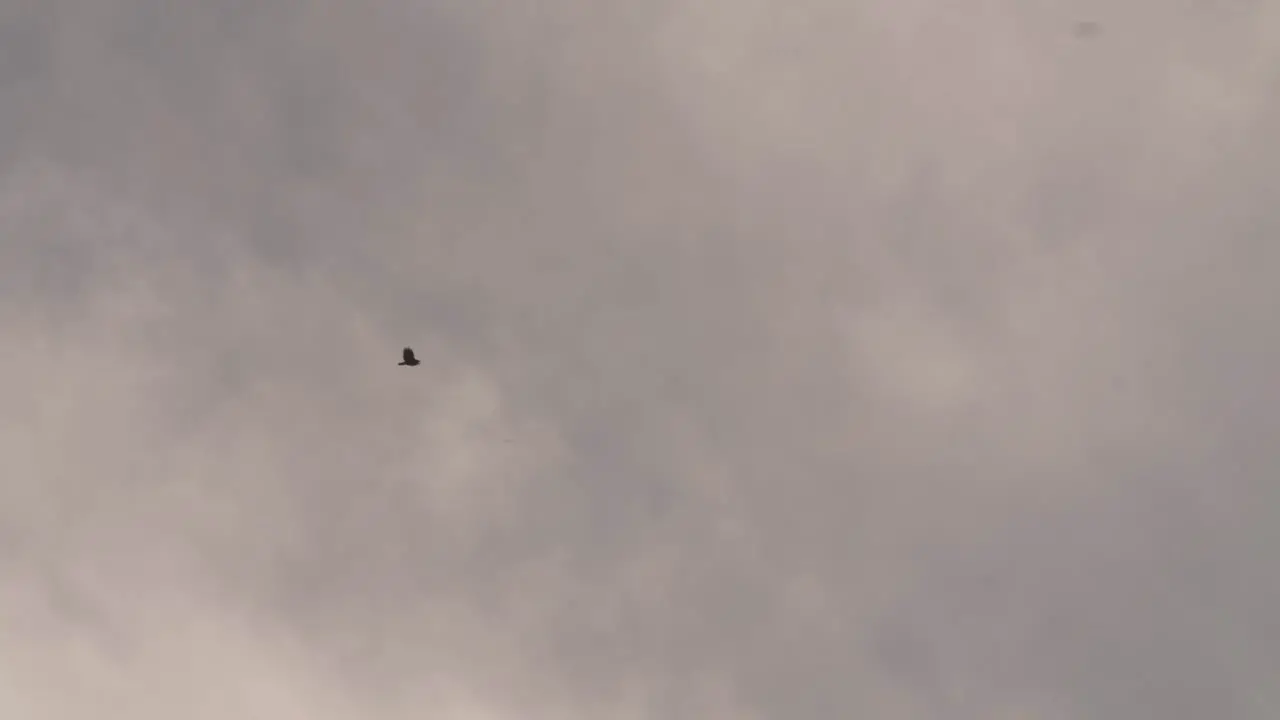 seagull flying with clouds behind