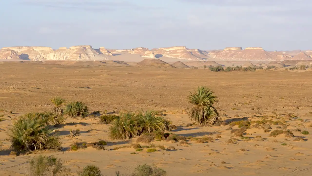 View of the formations in the White Desert Egypt with palm trees