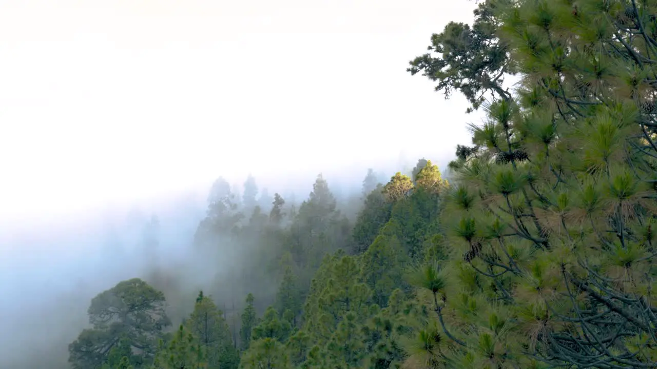 Pine forest trees above clouds with mist and fog during daytime