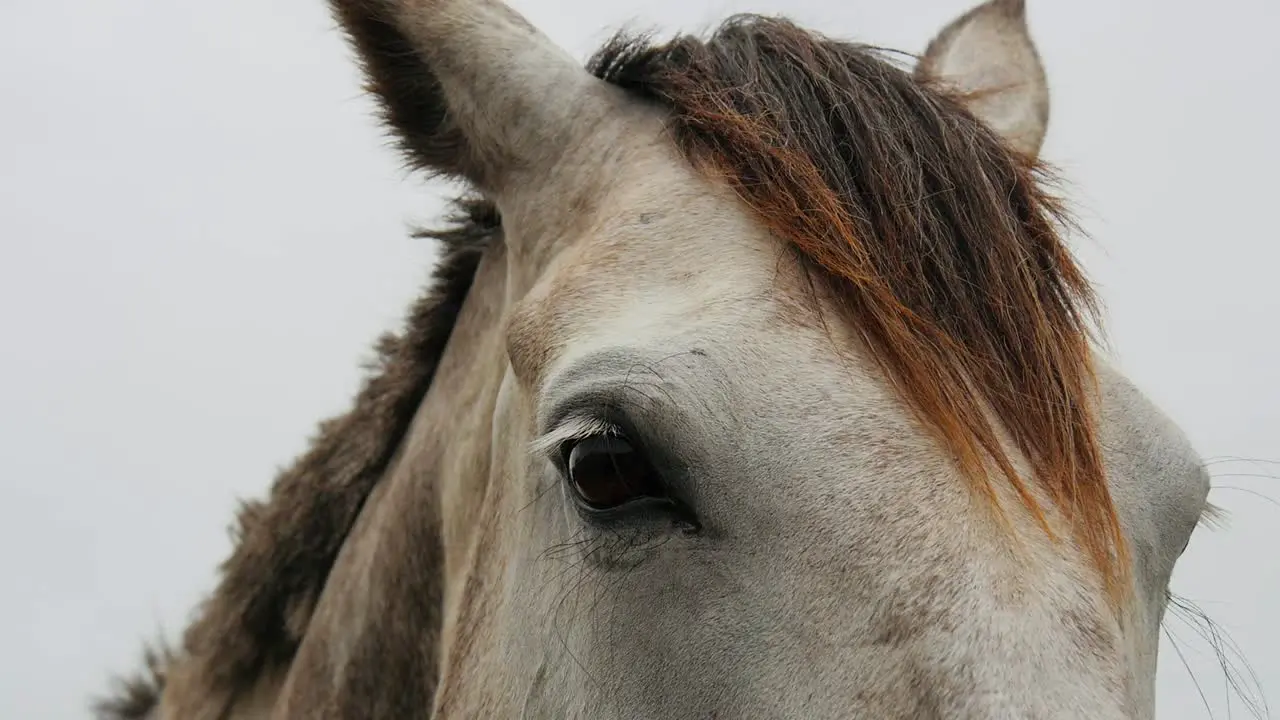 Extreme close up of a beautiful white horse