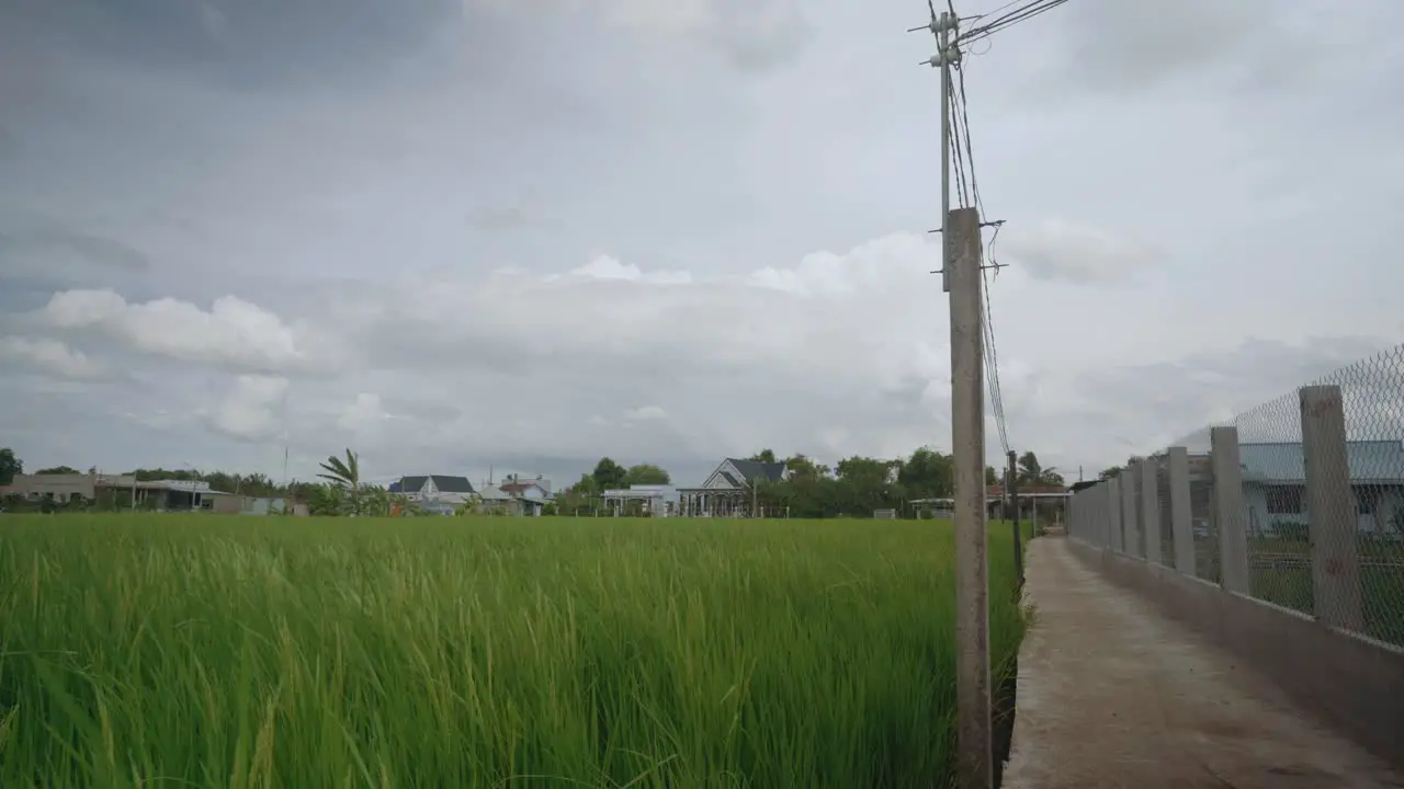 Rice field with cement road on a cloudy day