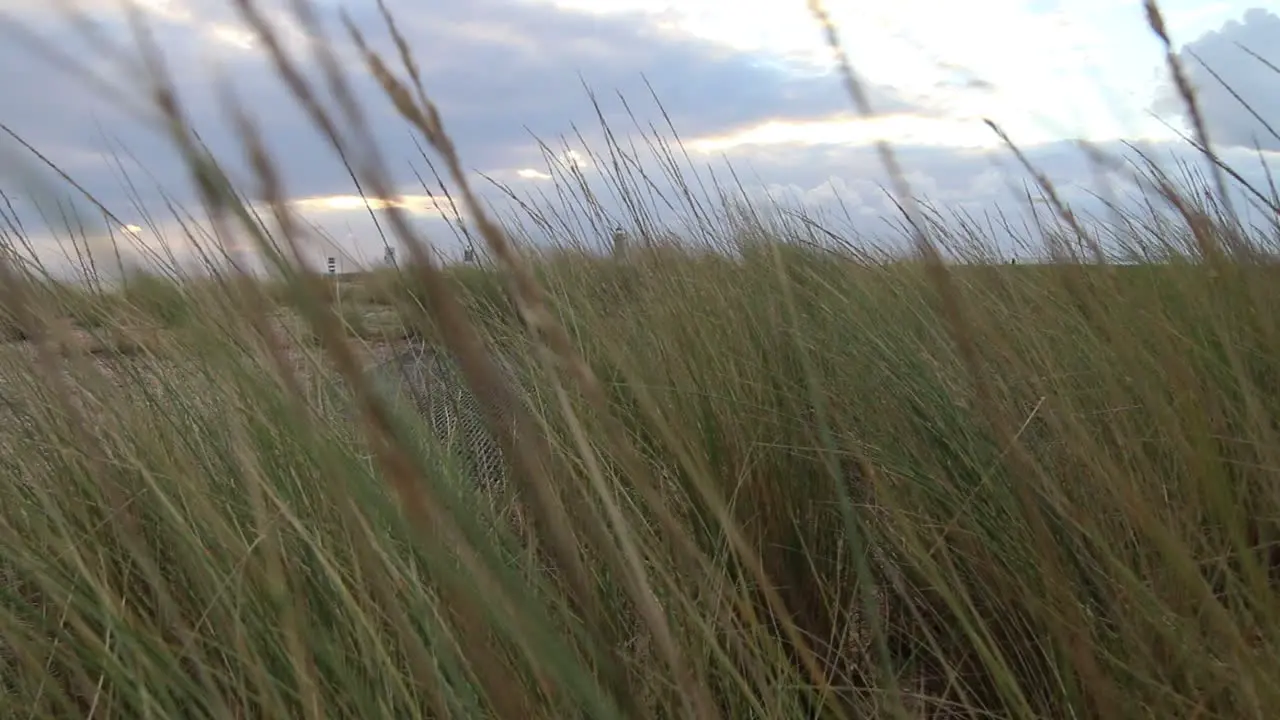 Branches in the wind