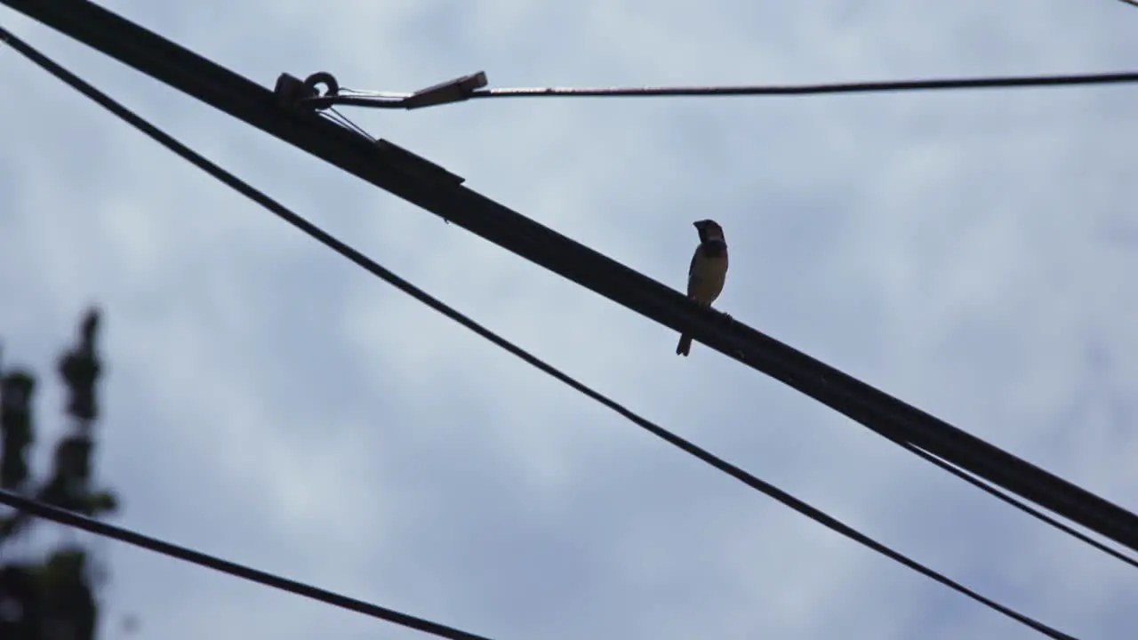 Bird on a telephone wire on a cloudy day