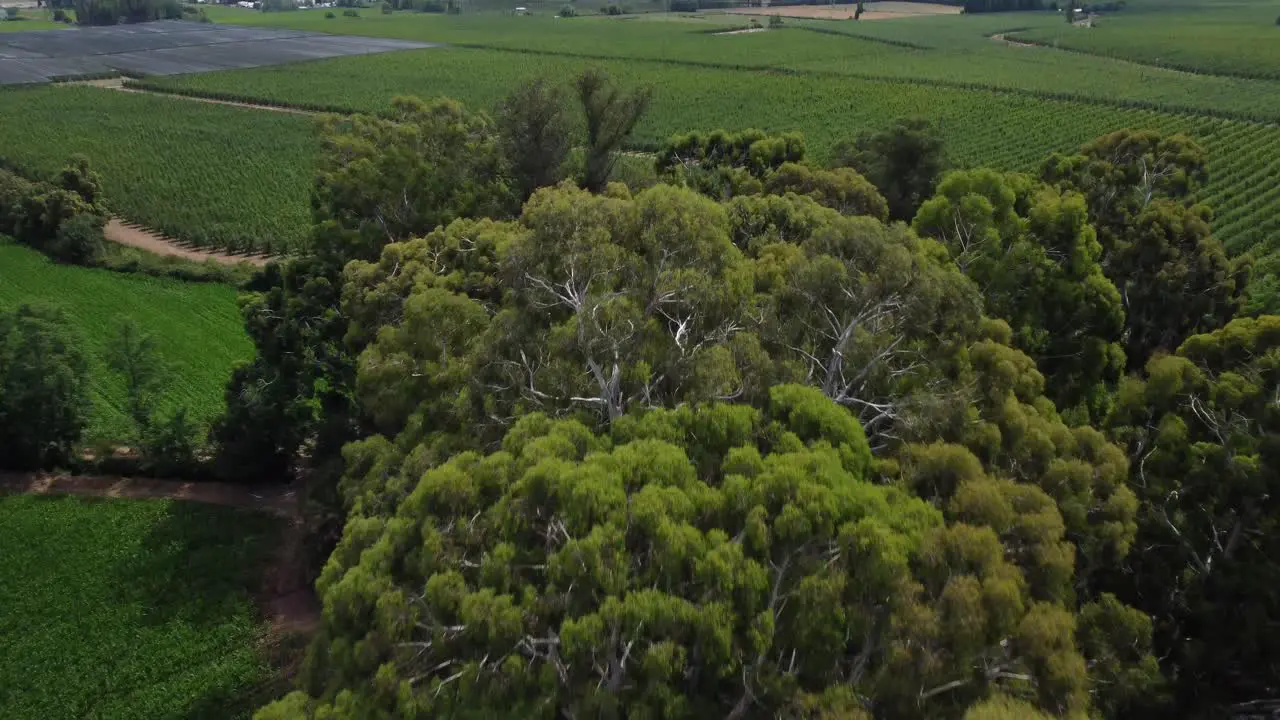 tour of a green field planted full of trees