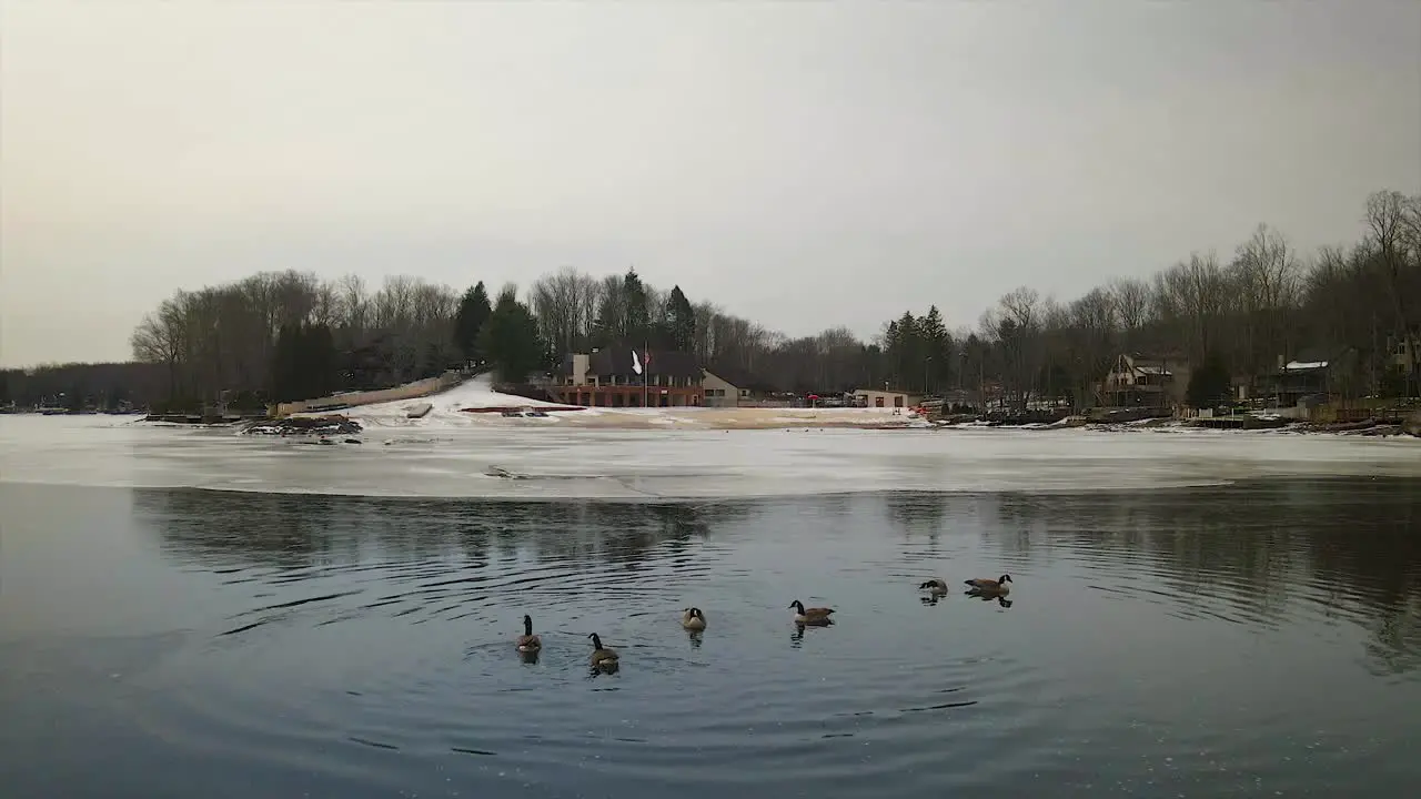 Geese floating on a frozen mountain lake in the middle of winter