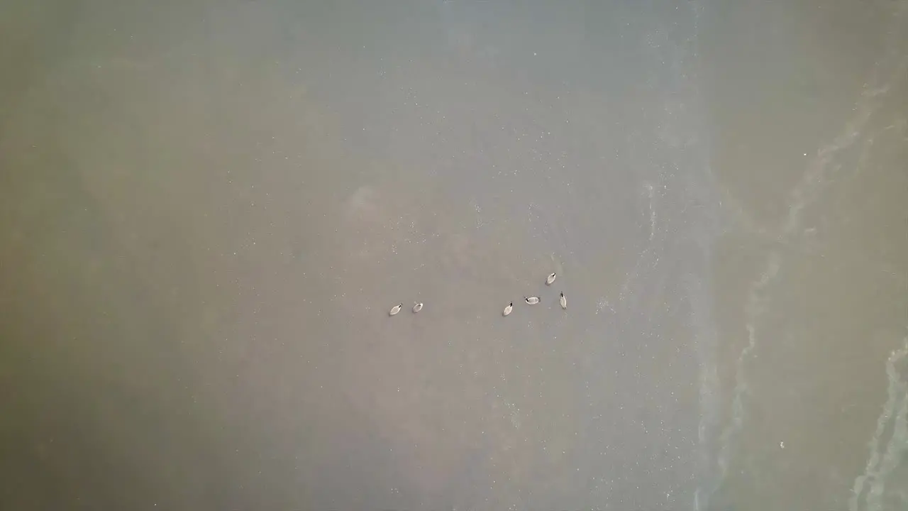 Geese floating in a frozen lake in the Pocono Mountains during winter