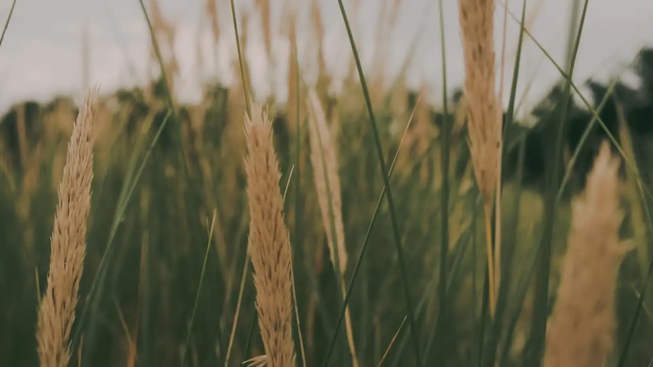 Blades of grass on windy day