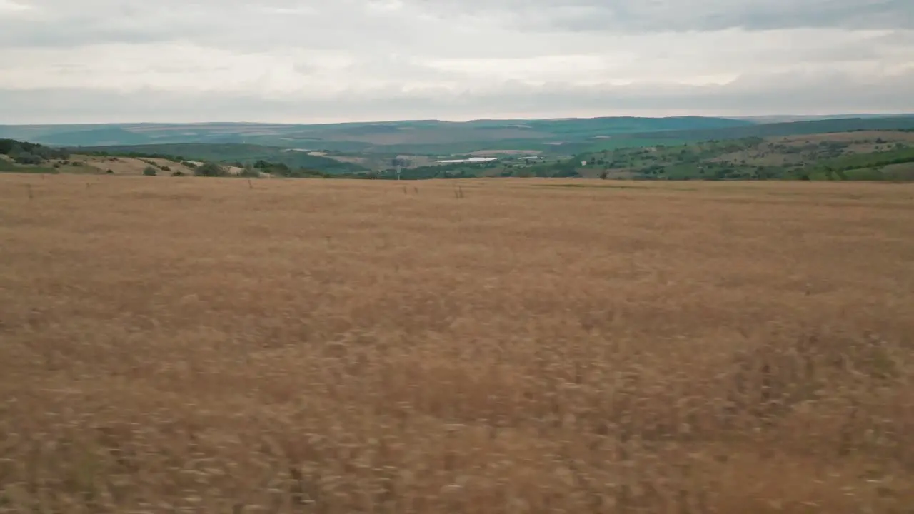 drone camera moving sideways over a wheat field very low in relation to the first perspective second perspective view of the distant horizon with a green field in the distance a lake is visible