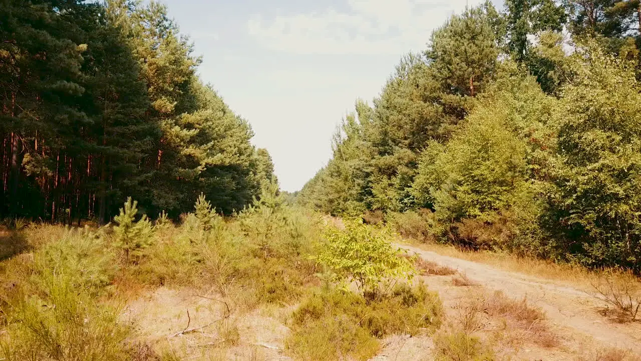 drone flying on a low level in a forest aisle