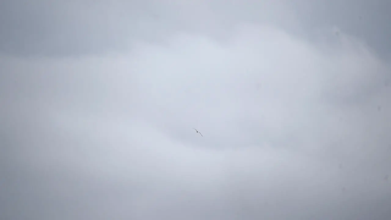 bird flying around in sky