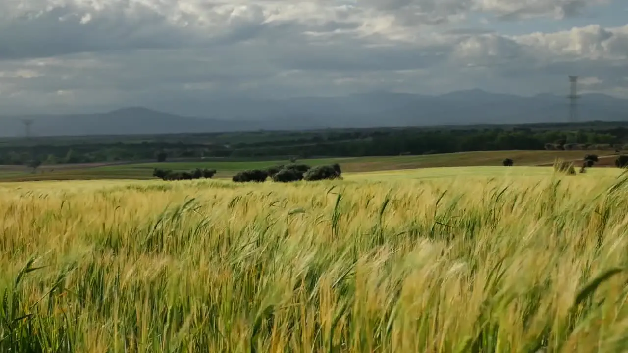 A wheat field in a windy day