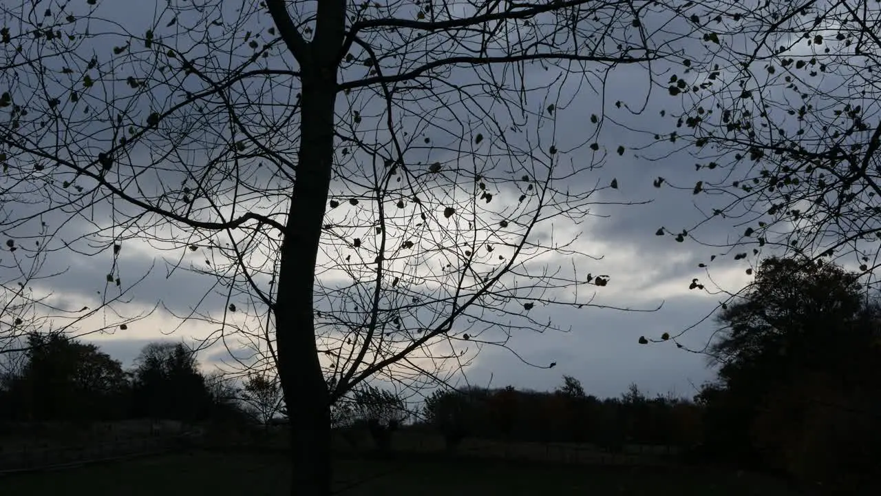 Silhouette of tree with bare branches and few dry leaves on cloudy sky