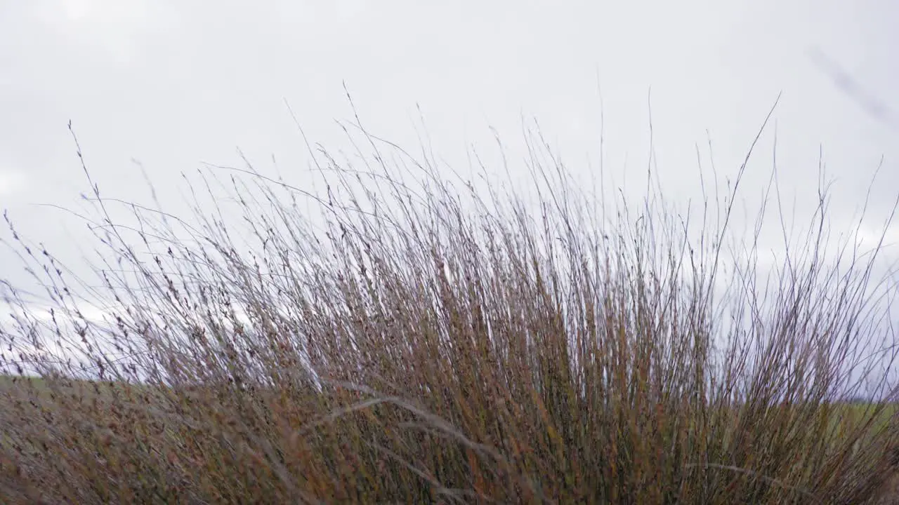 new zealand reeds with winds