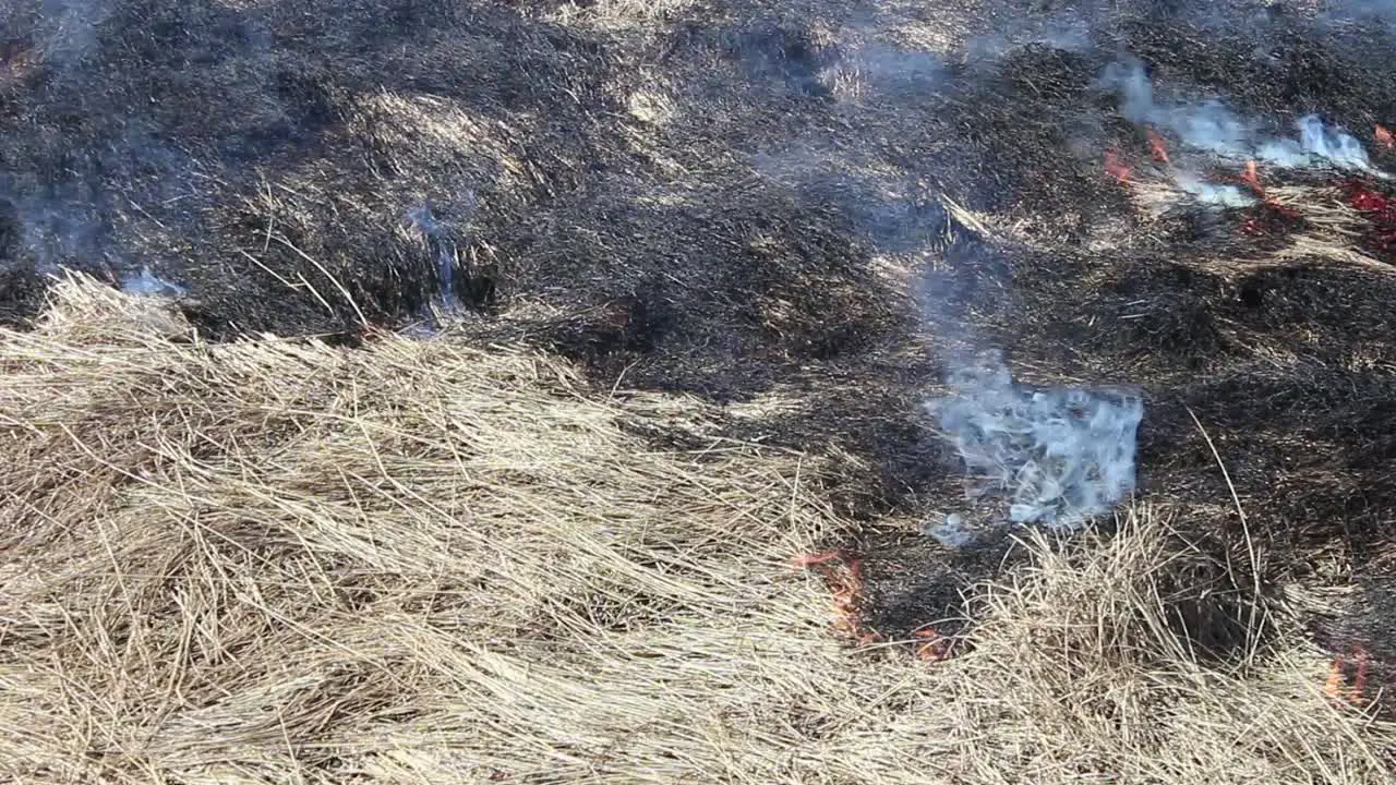 Yellow grass burning