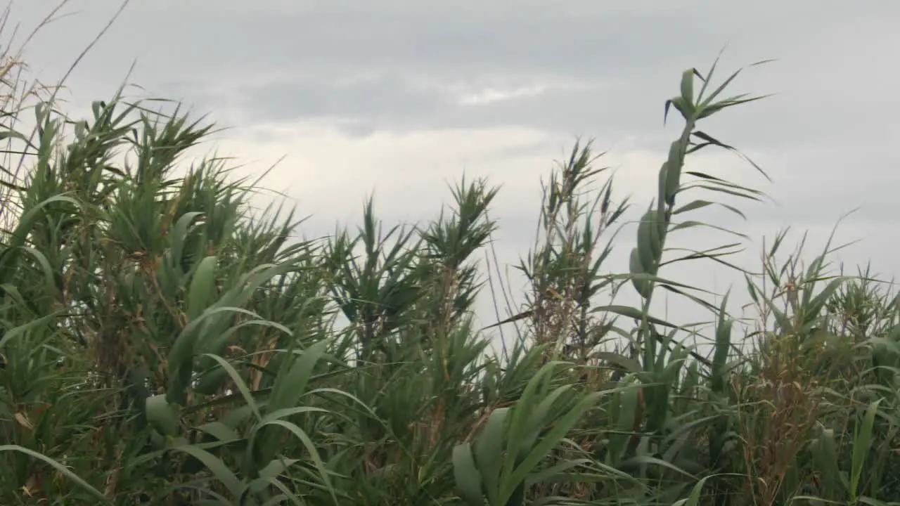 reeds in the wind in slow motion