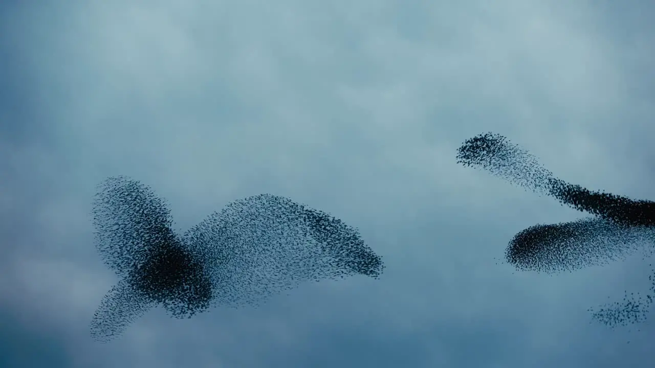 Birds flying together creating forms in the sky