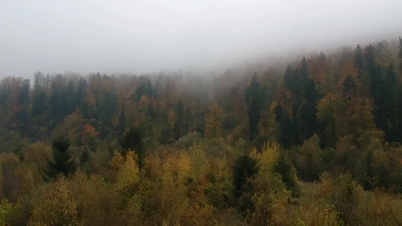 Aerial view of foggy forest