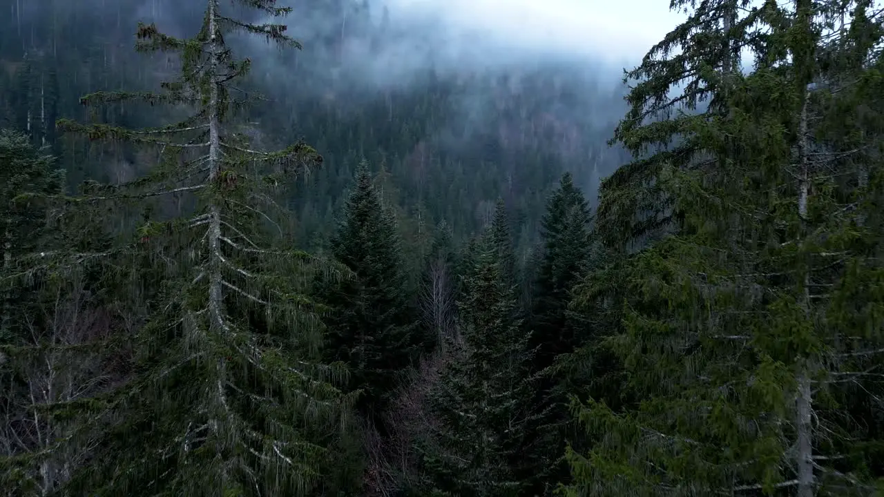 Drone flies through pine trees in a forest with clouds