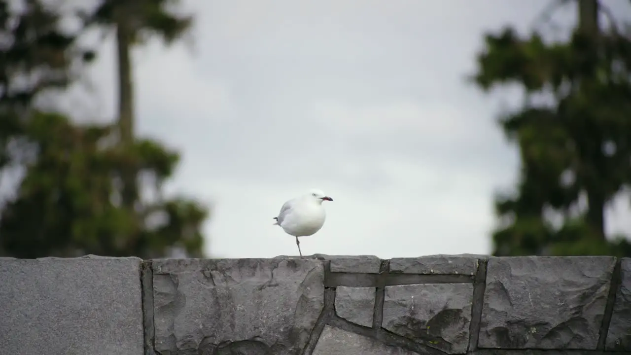 a bird tickles itself on the brick