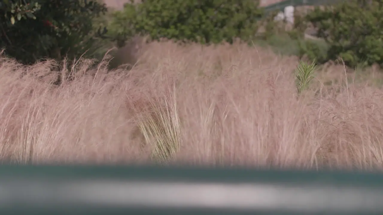 Grasses blow in California wind