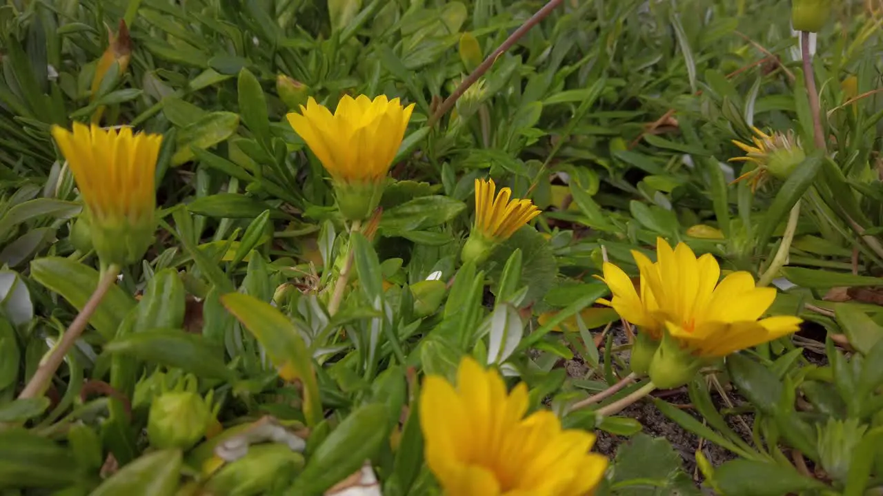 Yellow flower weed grass next to the beach with nice and calm sea breeze in a windy cloudy day