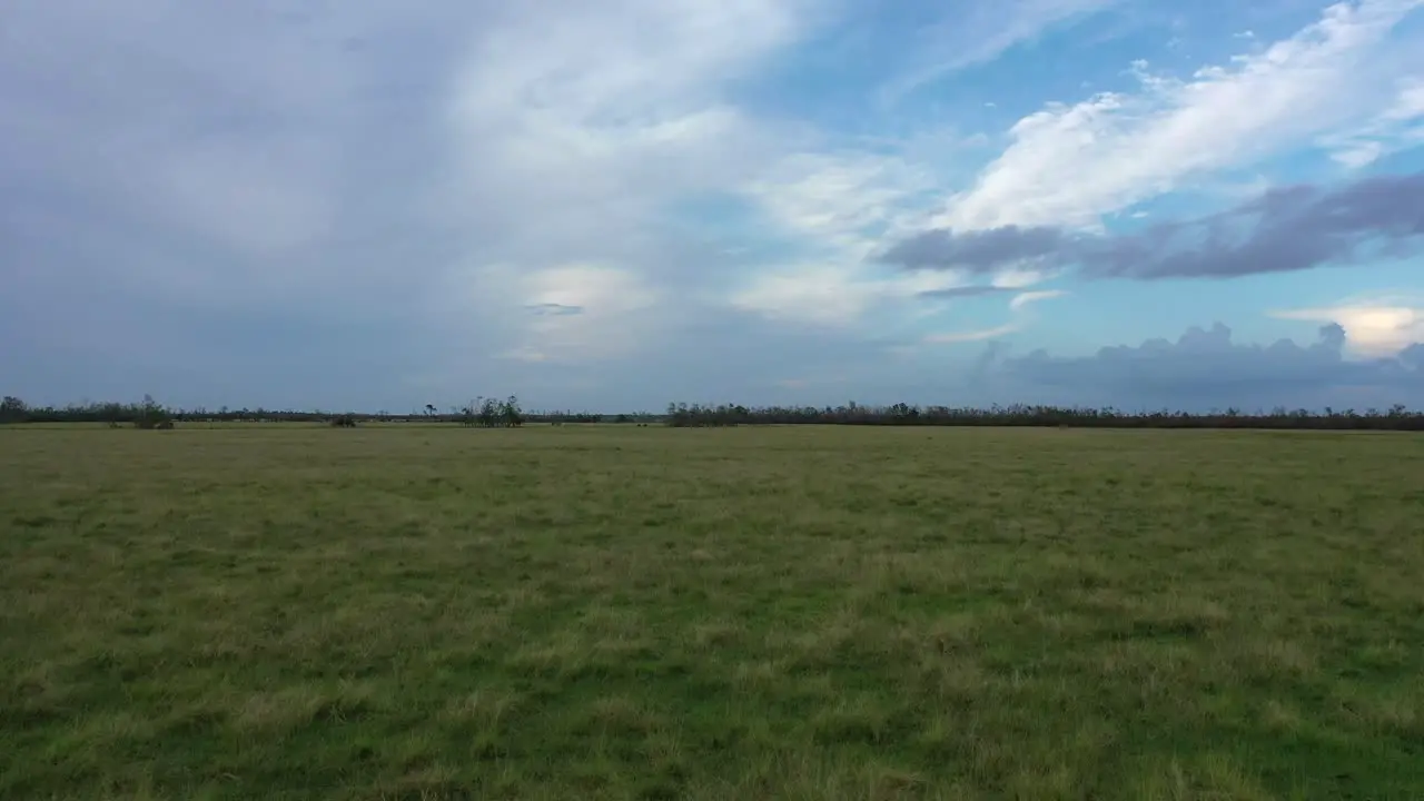 Field of Green somewhere in Louisiana after Hurricane Laura