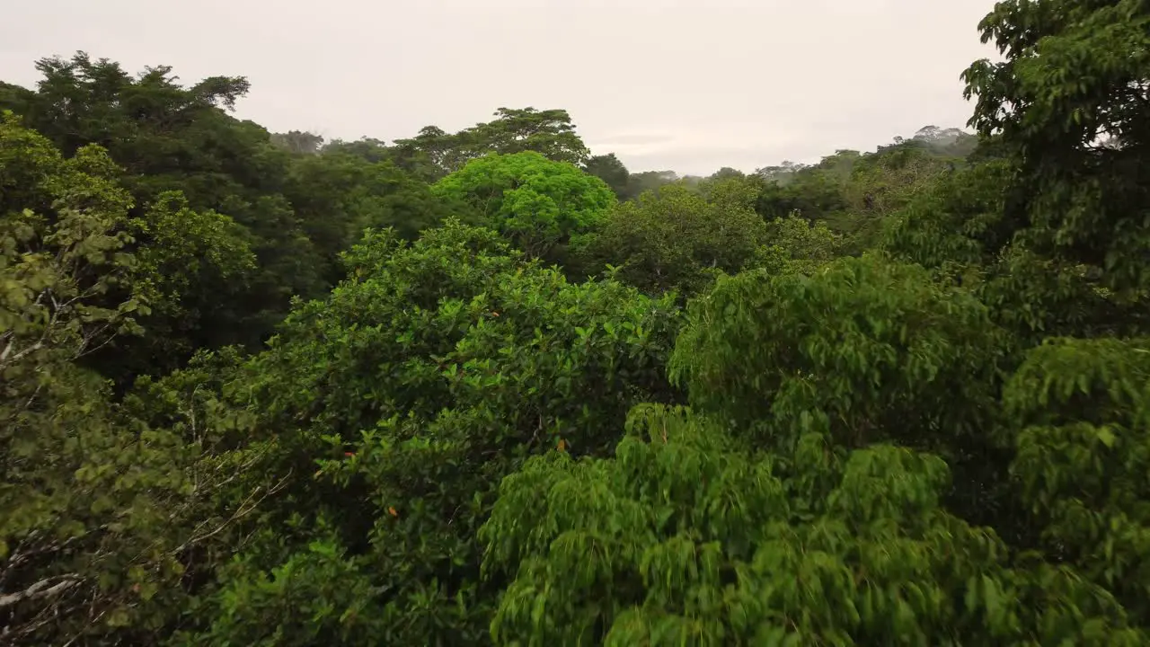 Drone flying right above the trees in a moist and green jungle on an overcast day