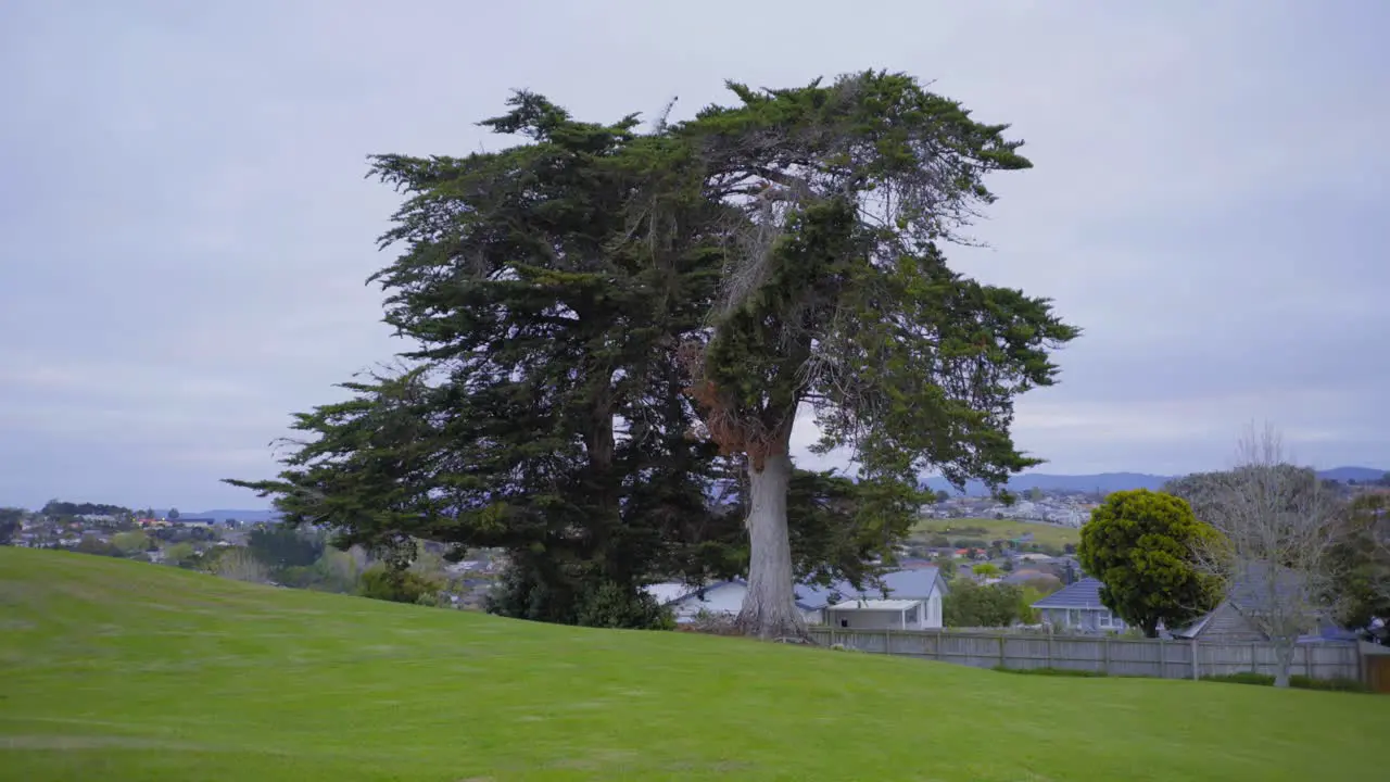 big tree in the park reserve new zealand with household