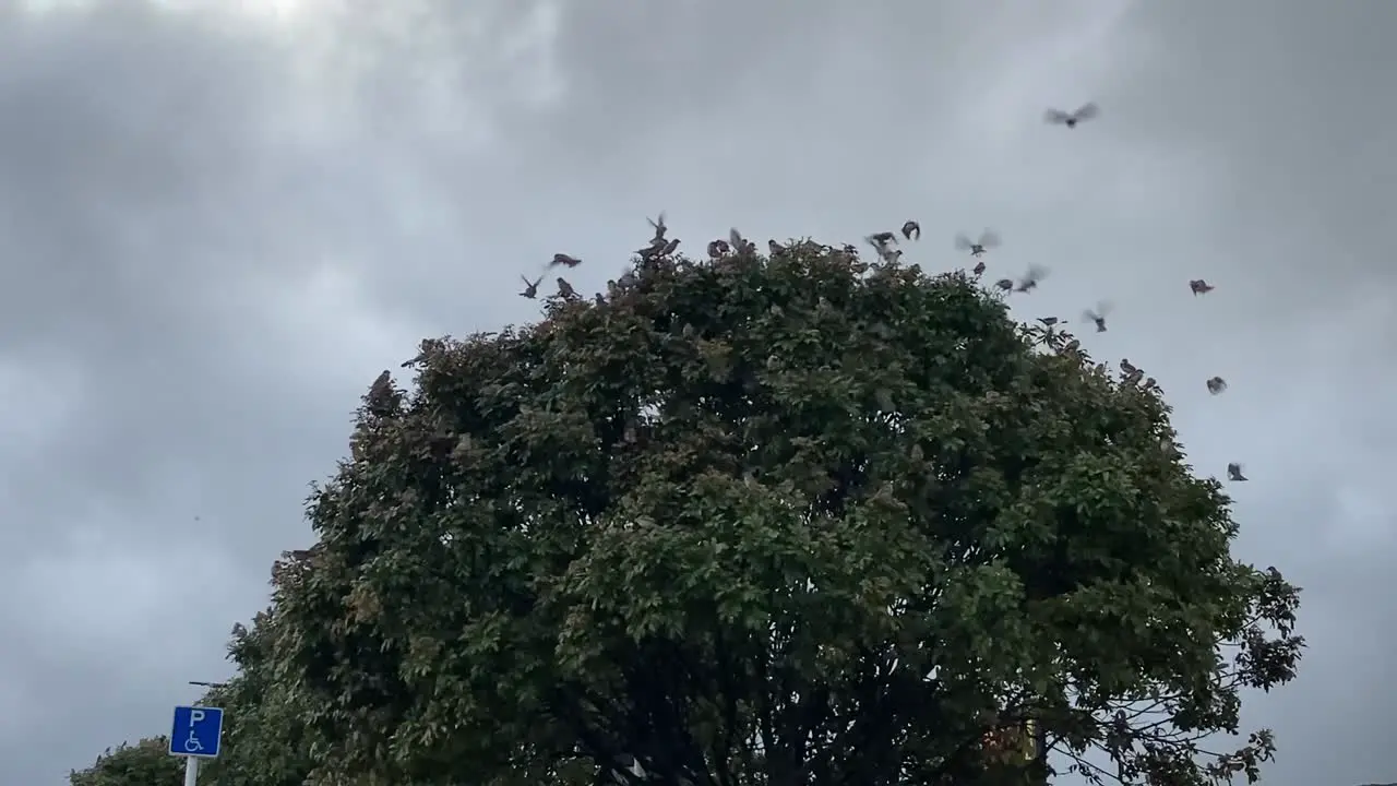 flock of birds flying around a tree