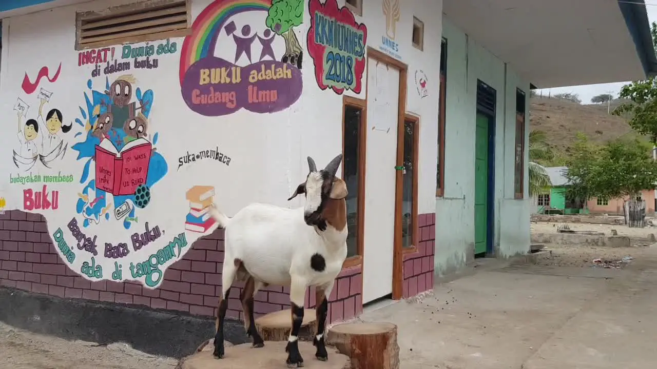 A goat posing and not moving initially in Komodo Village in Komodo National Park Flores Indonesia