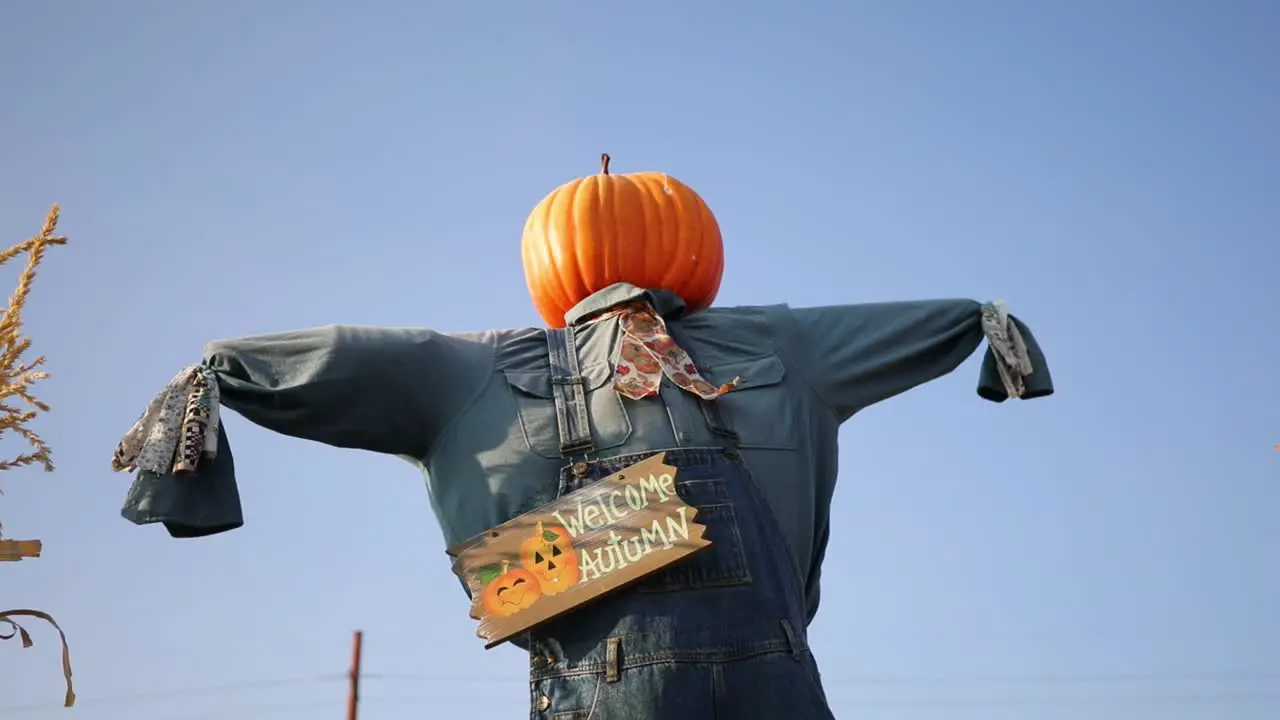 Autumn Festival Pumpkin Scarecrow dressed in denim tilt down shot