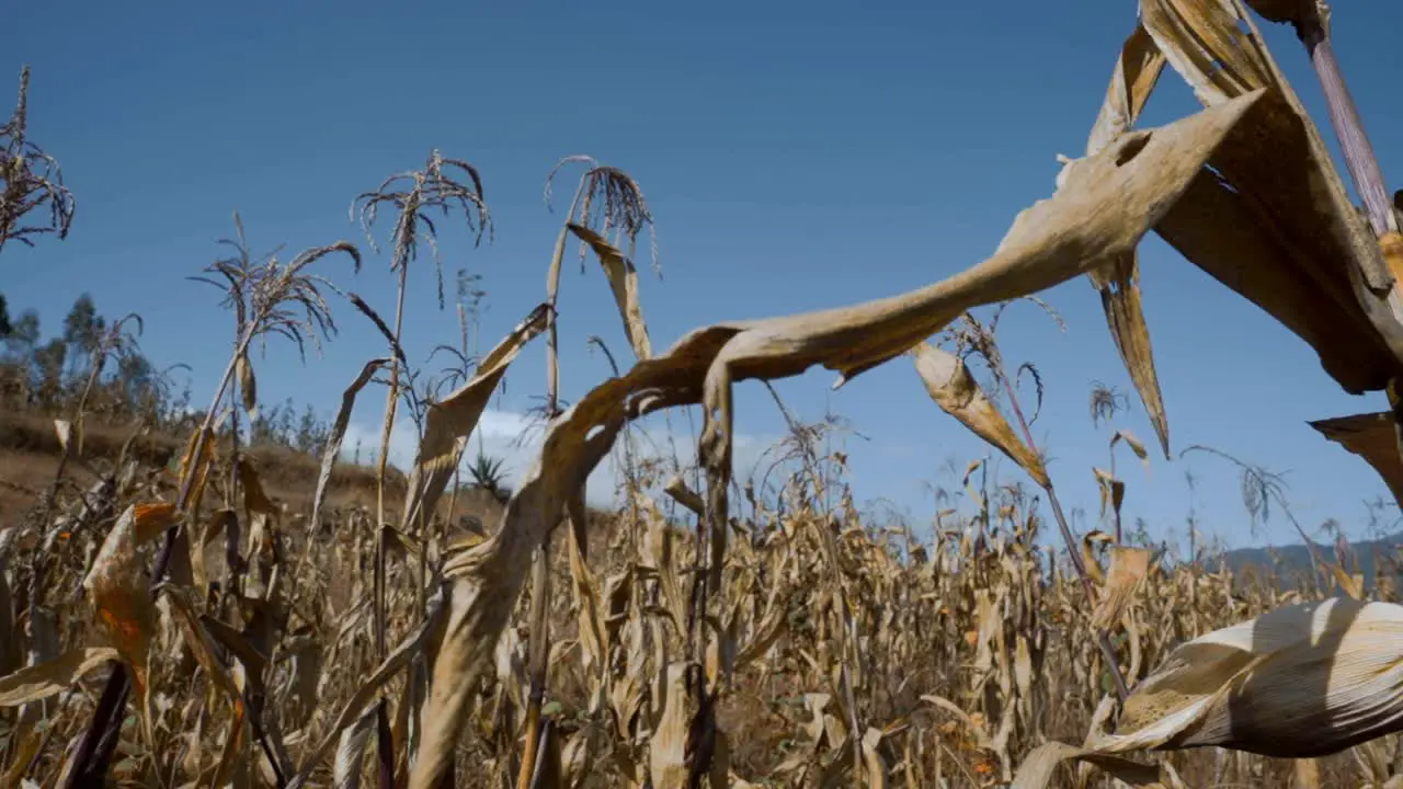 Corn dry plants in the wind of the mountain