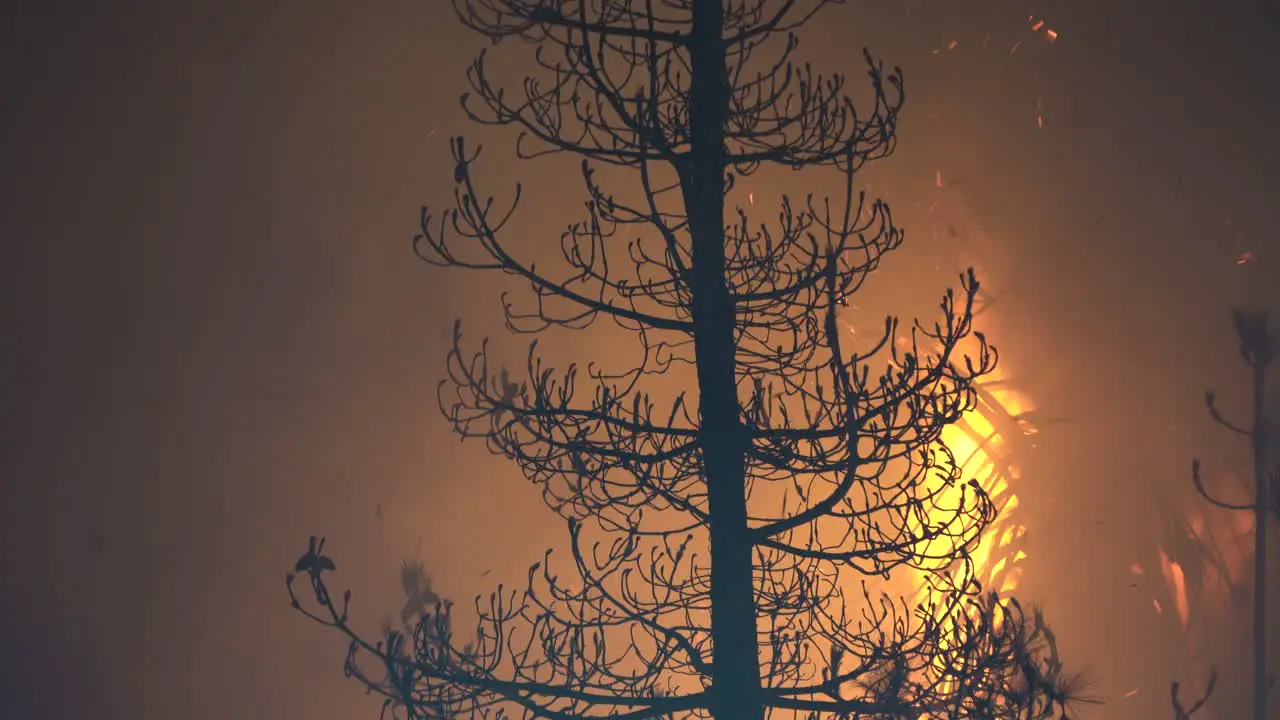 Forest fire burns through tall trees