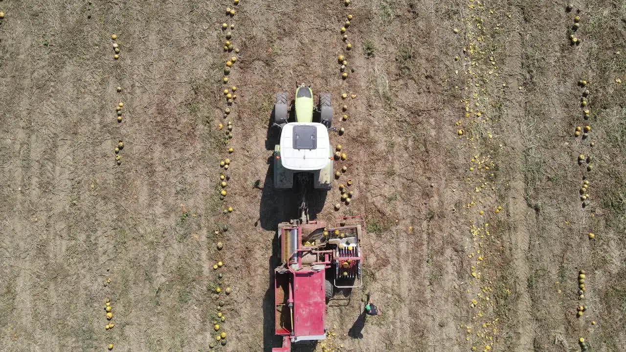 Pumpkin Harvesting from Above with Aerial View of Tractor in Operation