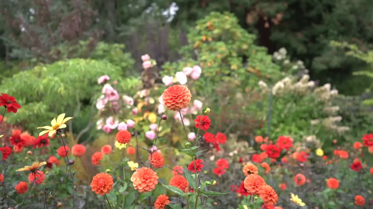 Tracking shot of red dahlia’s amongst a bed of colorful flowers in autumn