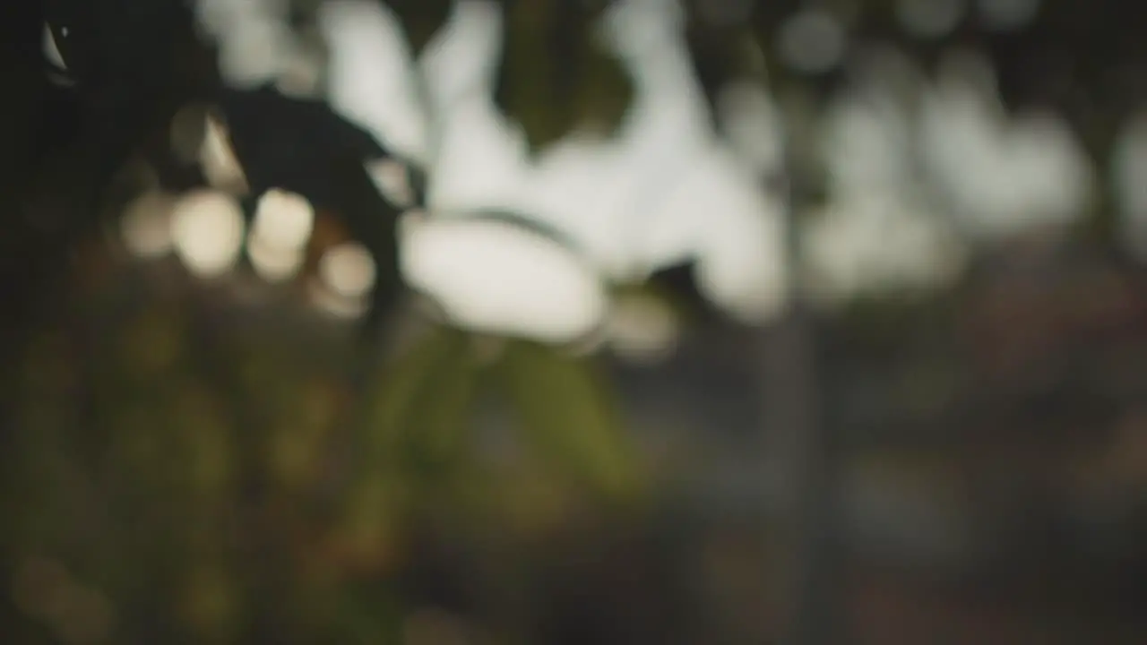 Slow motion panning shot of nature with plant leaves trees and branches during a sunset in blur during a sunset can be used as a background