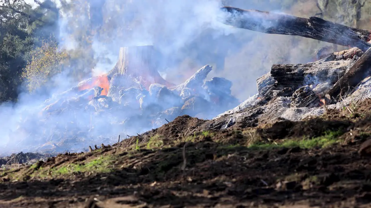 Dead Logs in Control Burn Pile Smoke Flames