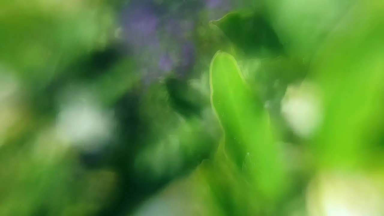 Mesmerizing dreamy abstract flowing flowers and leaves background with stunning green and blue soft pastel colors moving and blending across in parallax slow motion