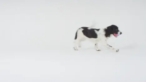 Long Shot of Dog Running Through Frame with Ball