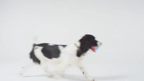 Mid Shot of Dog Running Through Frame with Ball