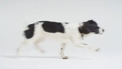 Long Shot of Dog Running Through Frame