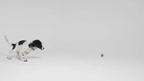 Long Shot of Dog Playing with Ball 01