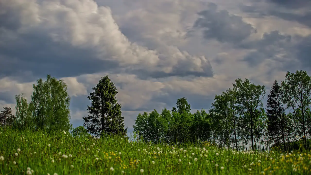 Fluffy Clouds Rolling Over Wildflower Meadow With Trees