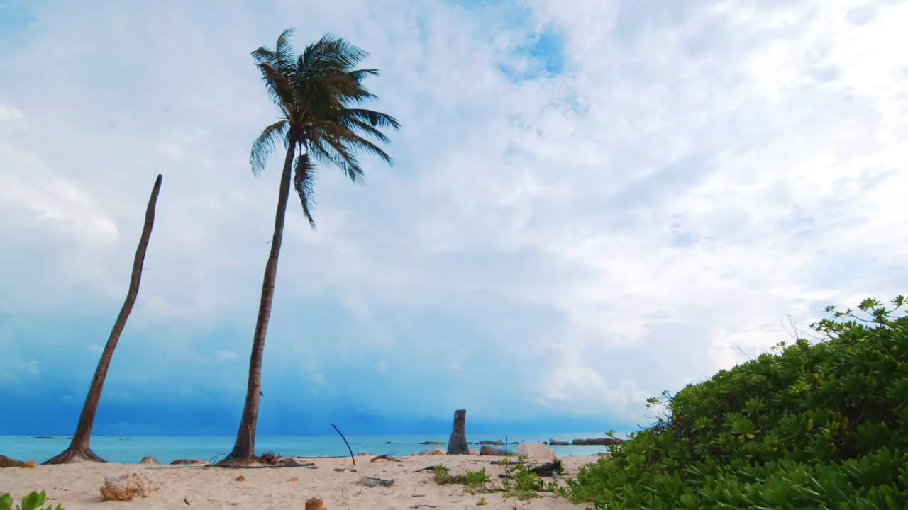 Slowmo Low Angle Caribbean palm tree blowing in wind with cloudy sky