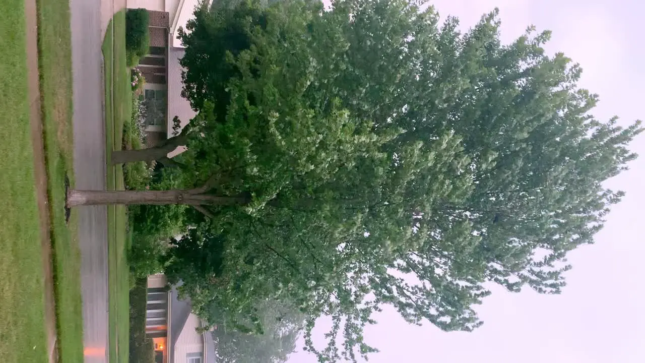 Tree being blown by strong wind